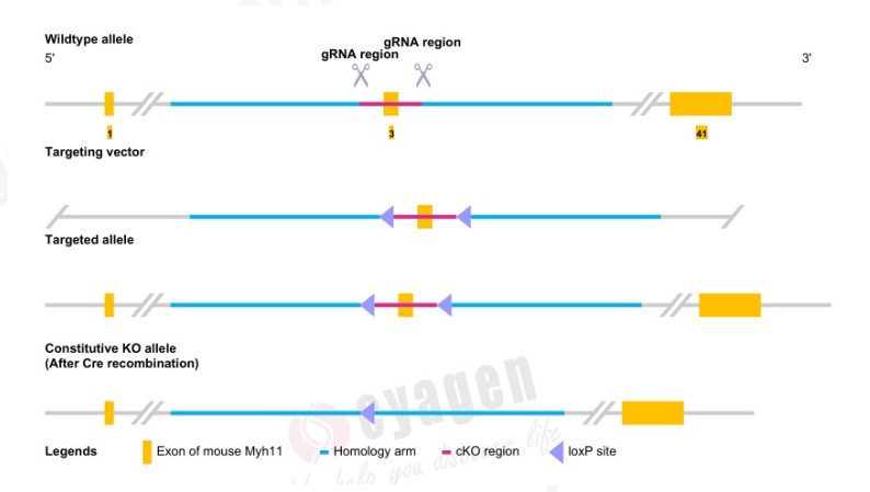 弗吉尼亞大學(xué)發(fā)現(xiàn)全新Myh11-CreERT2-RAD小鼠可作為平滑肌細(xì)胞研究的新工具